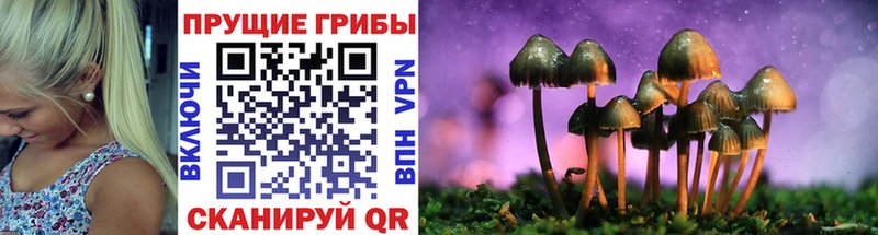 omg ССЫЛКА  хочу наркоту  Петрозаводск  Псилоцибиновые грибы Psilocybine cubensis 